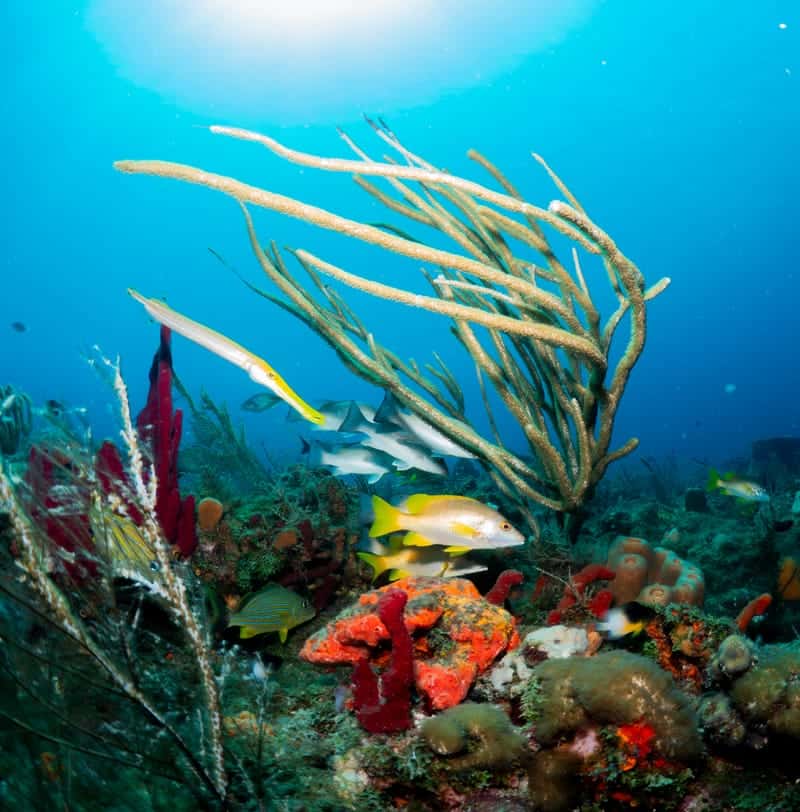 Active Divers Association