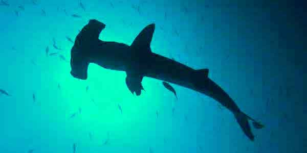 Galapagos Dive Academy — photo 2