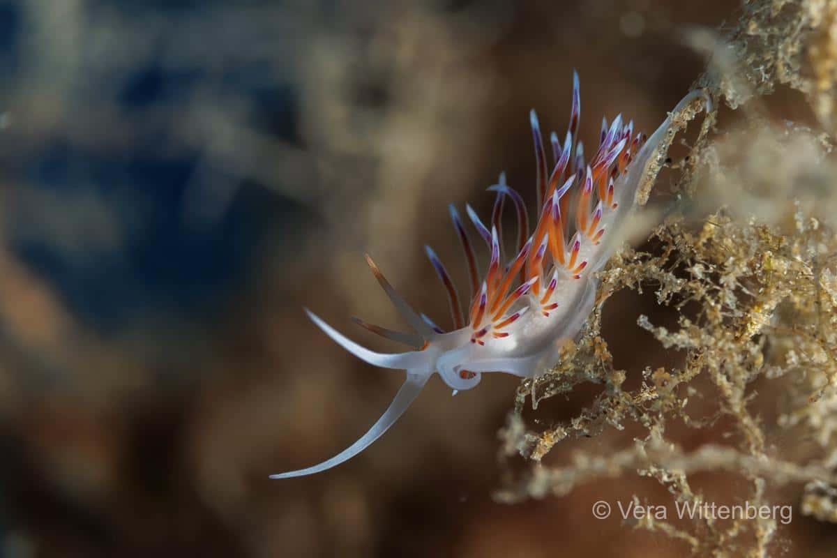 Gozo Dive St Andrews — photo 2