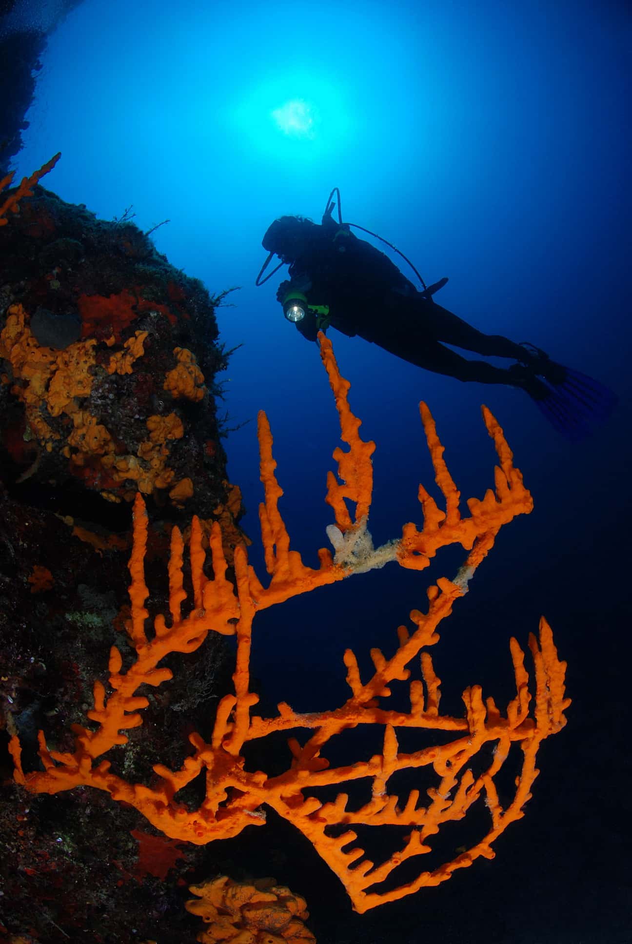 Happy Bubbles Dive Center — photo 3