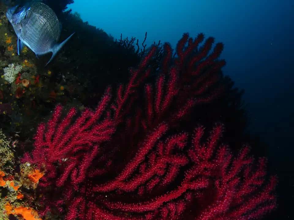 Costa Brava Divers