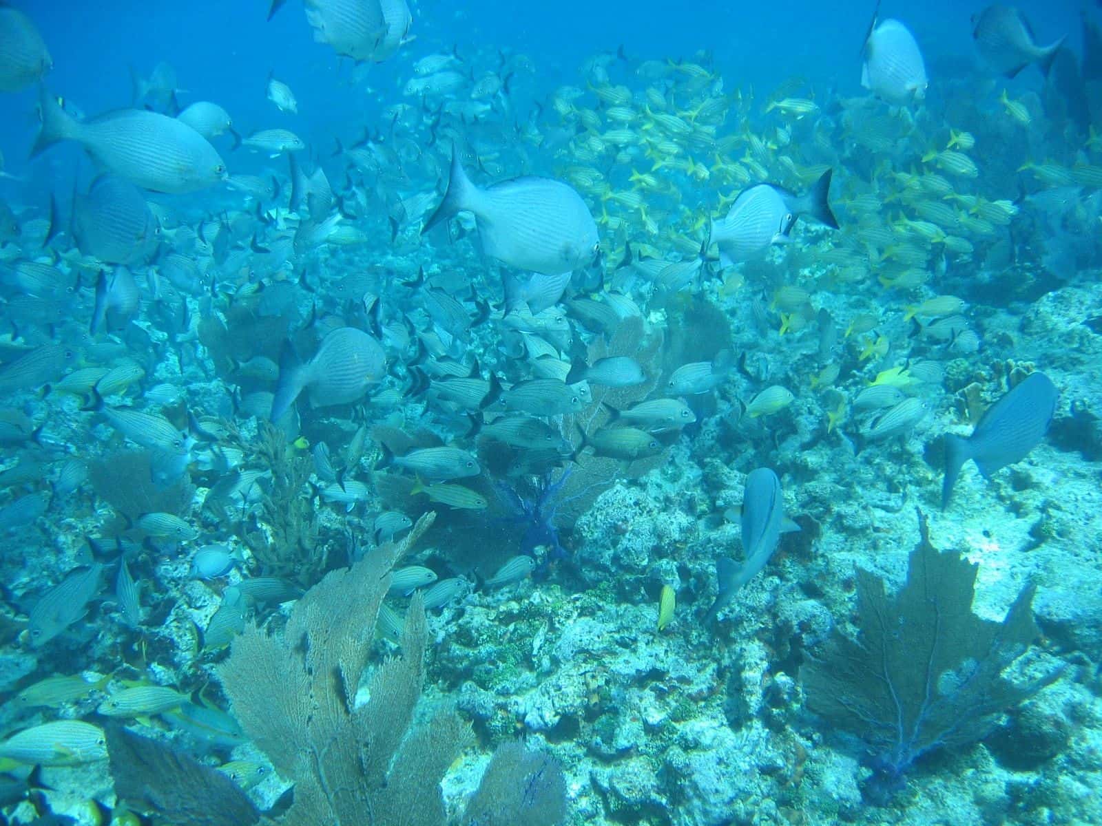 FL Keys Unique Diving