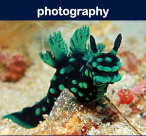 Aquanautics SCUBA Center — photo 2