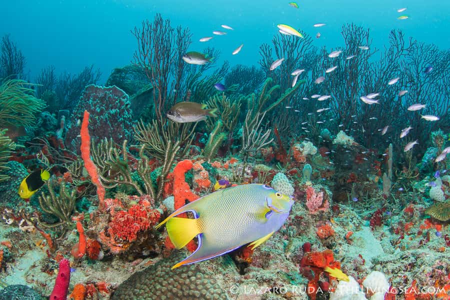 Ohana Dive Company — photo 1
