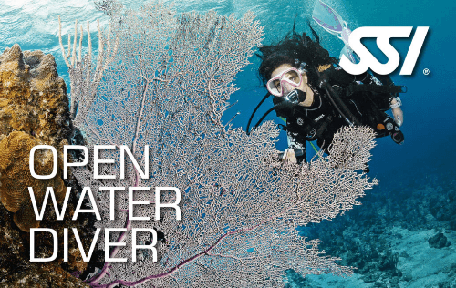 Tom's Dive & Swim