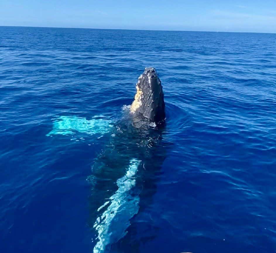 Kohala Divers — photo 4