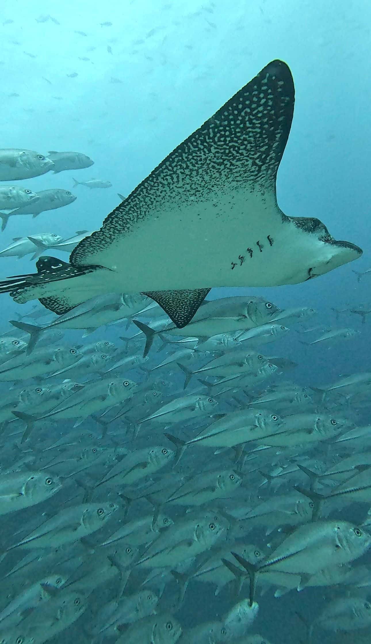 Eagle Ray Tours