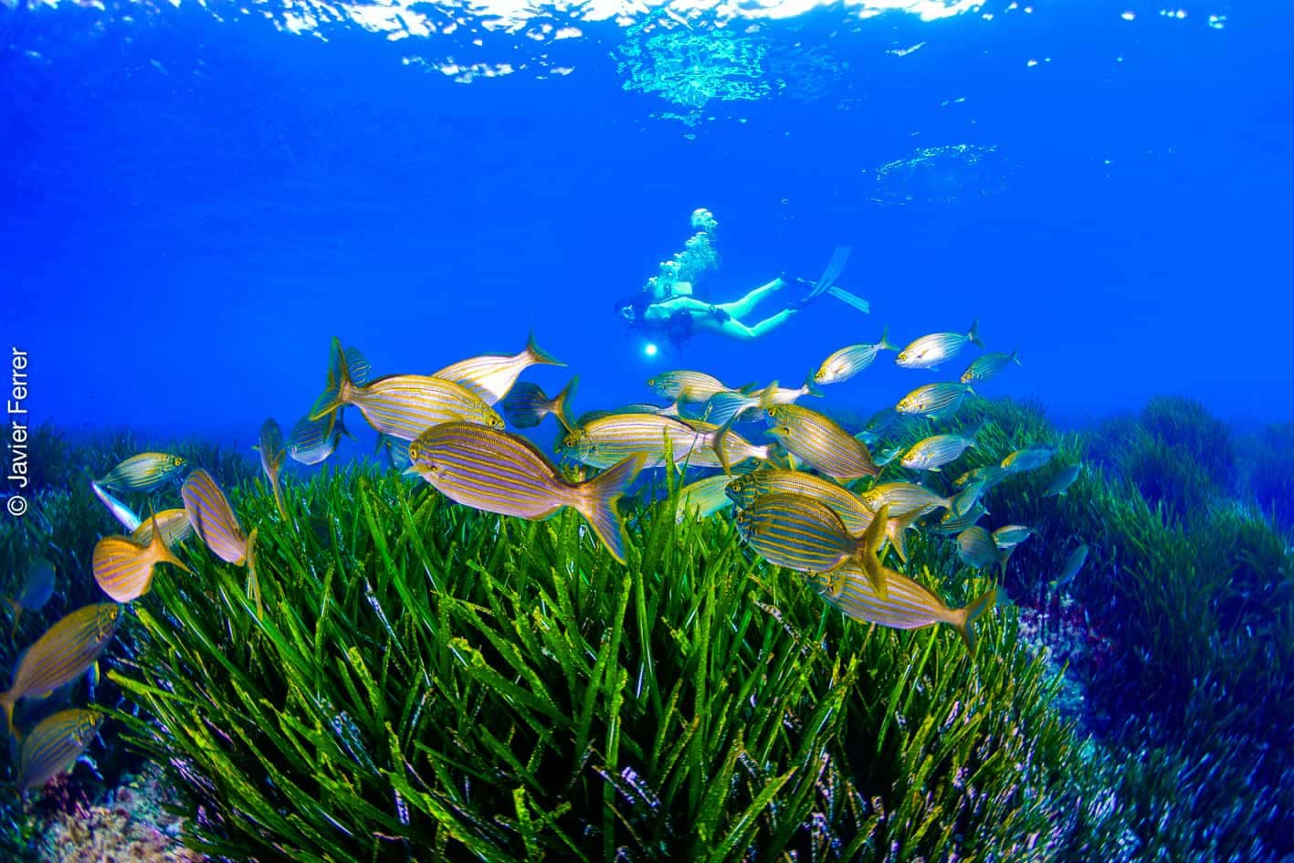 Club de Buceo Islas Hormigas — photo 2