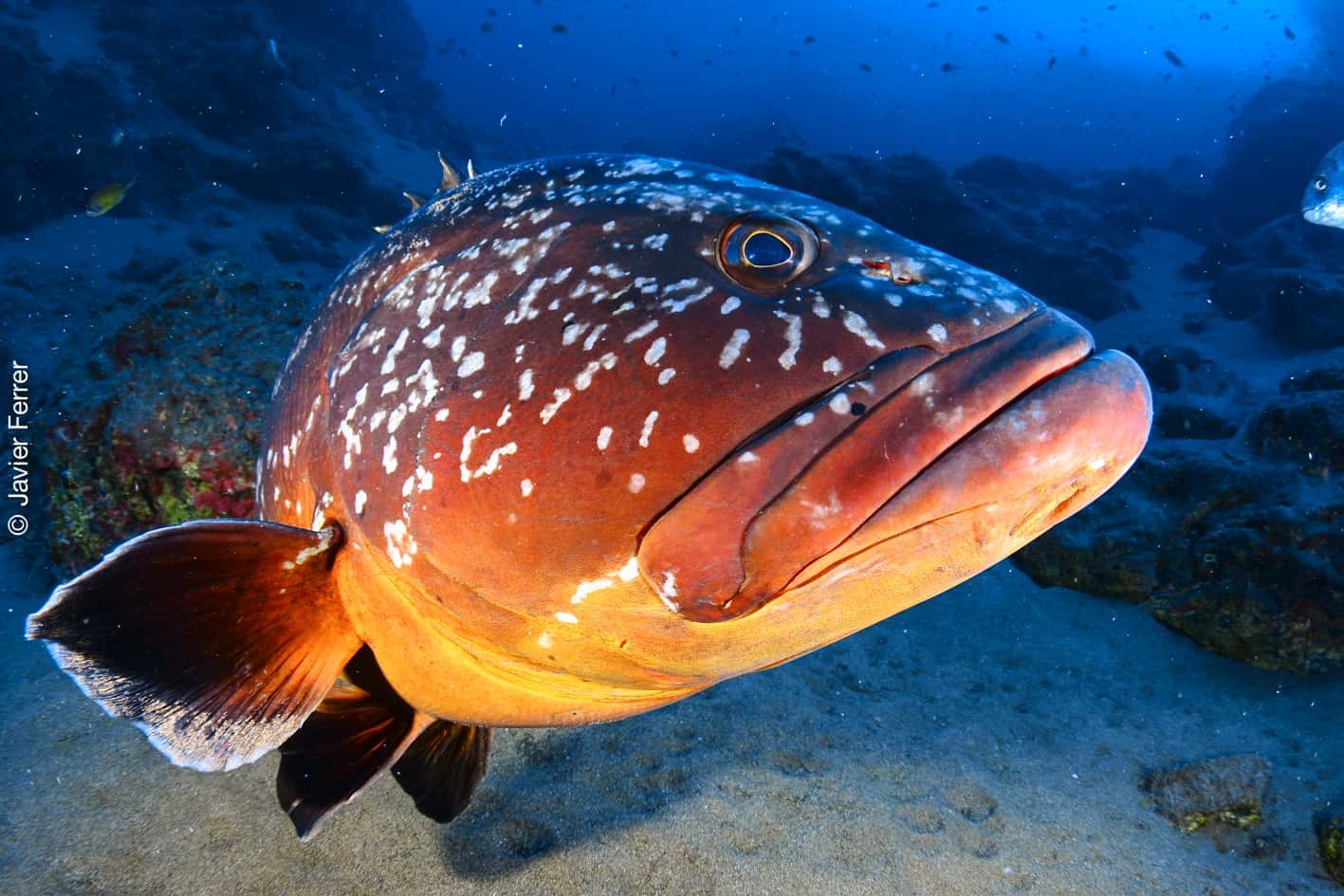 Club de Buceo Islas Hormigas — photo 4