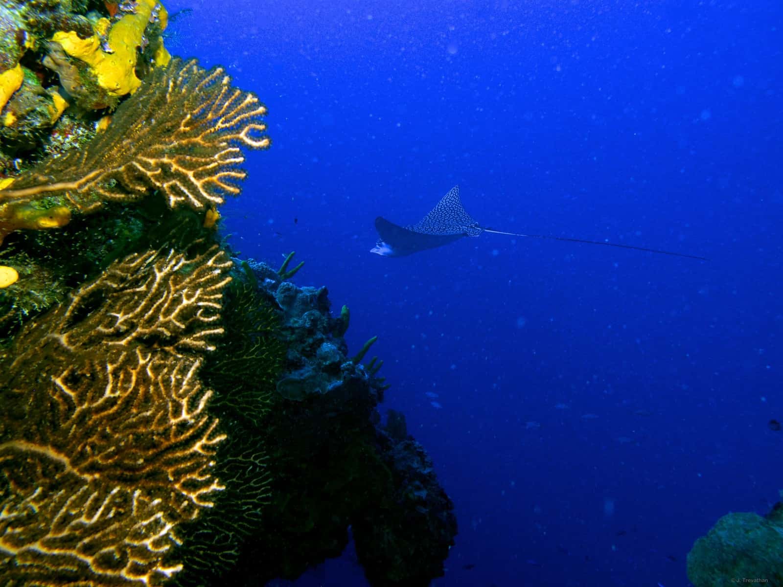 Dive With Martin — photo 1
