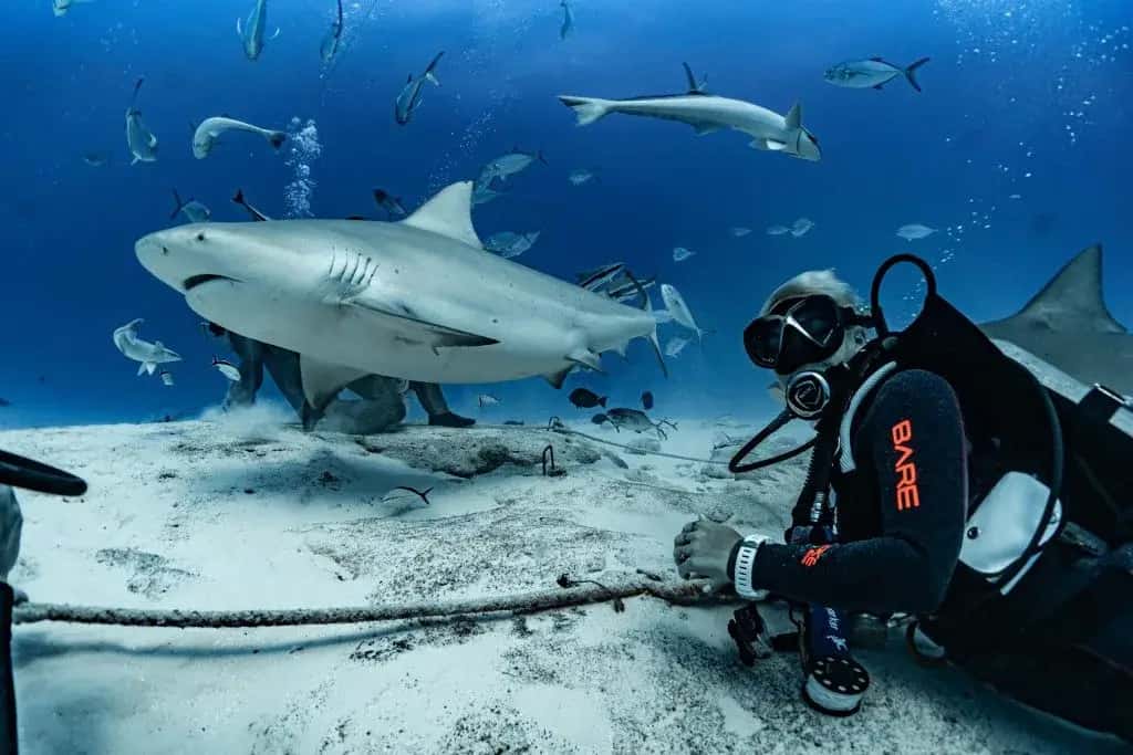Jaguar Divers — photo 5