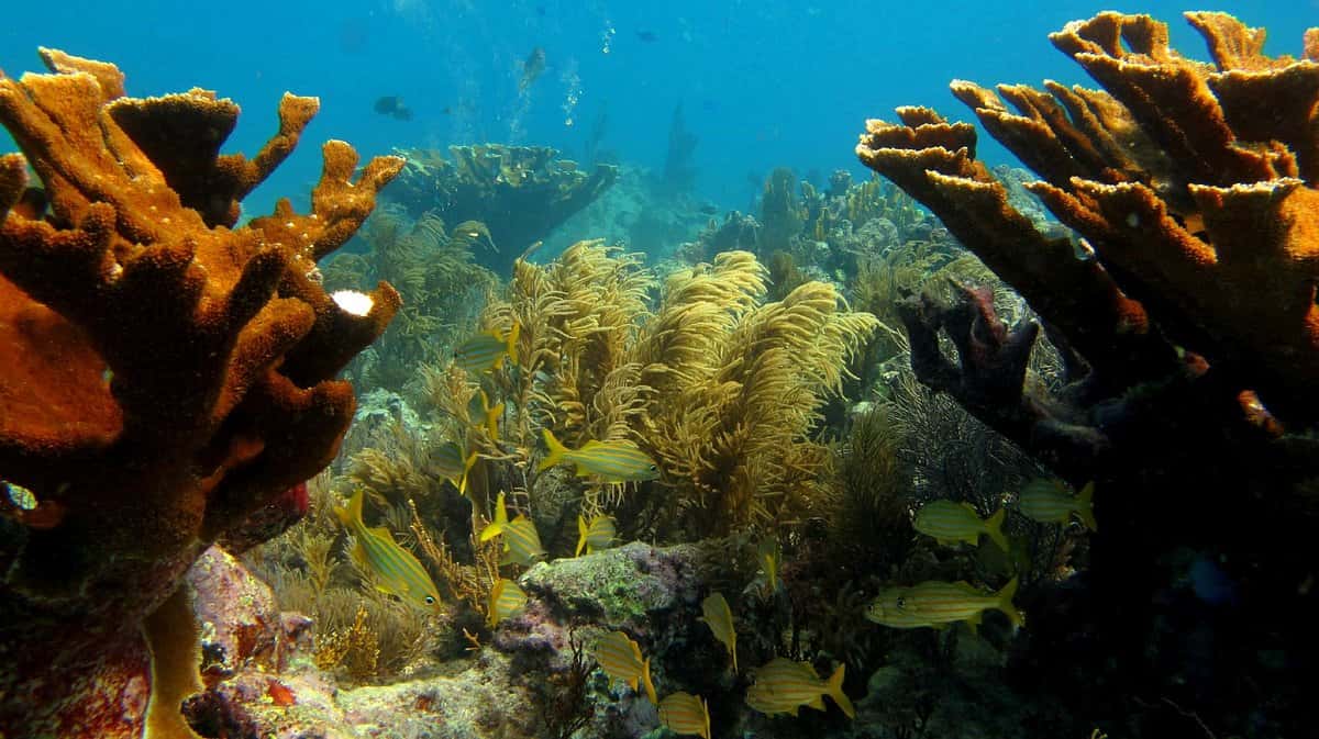 Quiescence | Key Largo Diving — photo 2