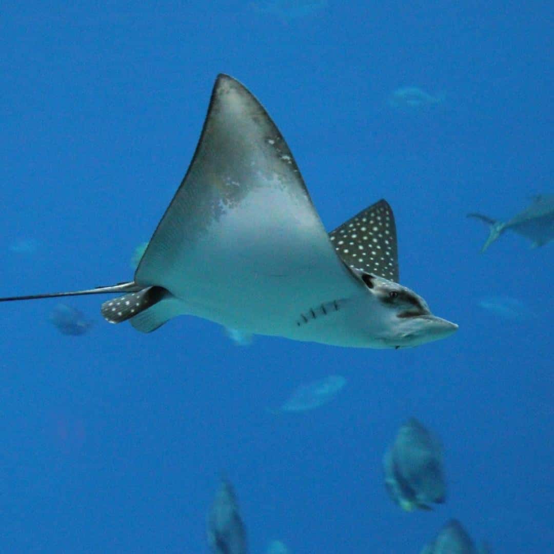 Quiescence | Key Largo Diving — photo 3
