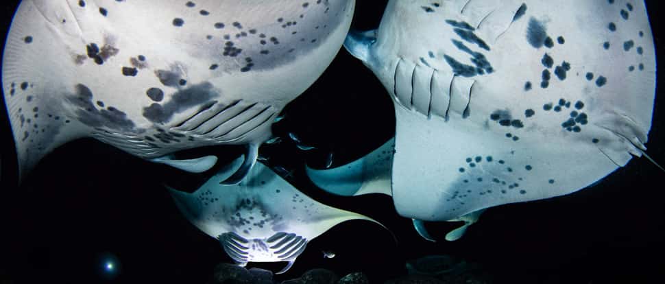 Kona Honu Divers