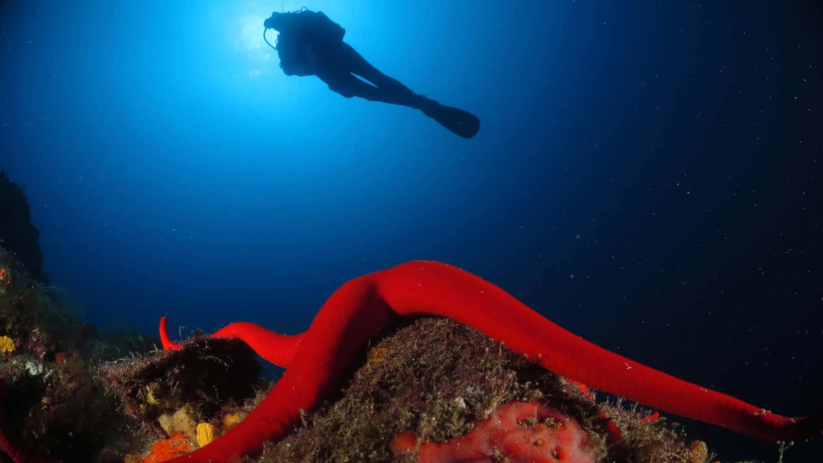 Lanzarote Buceo