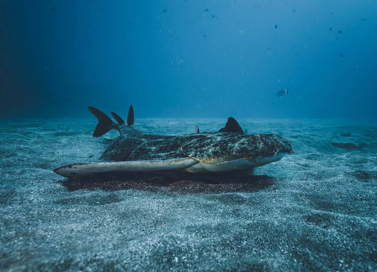 Leagues Ahead Diving