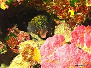 Lepia Dive Centre — photo 3