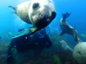 Lobo Larsen Buceo — photo 3