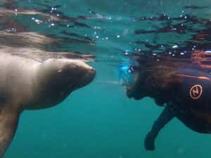 Lobo Larsen Buceo — photo 2