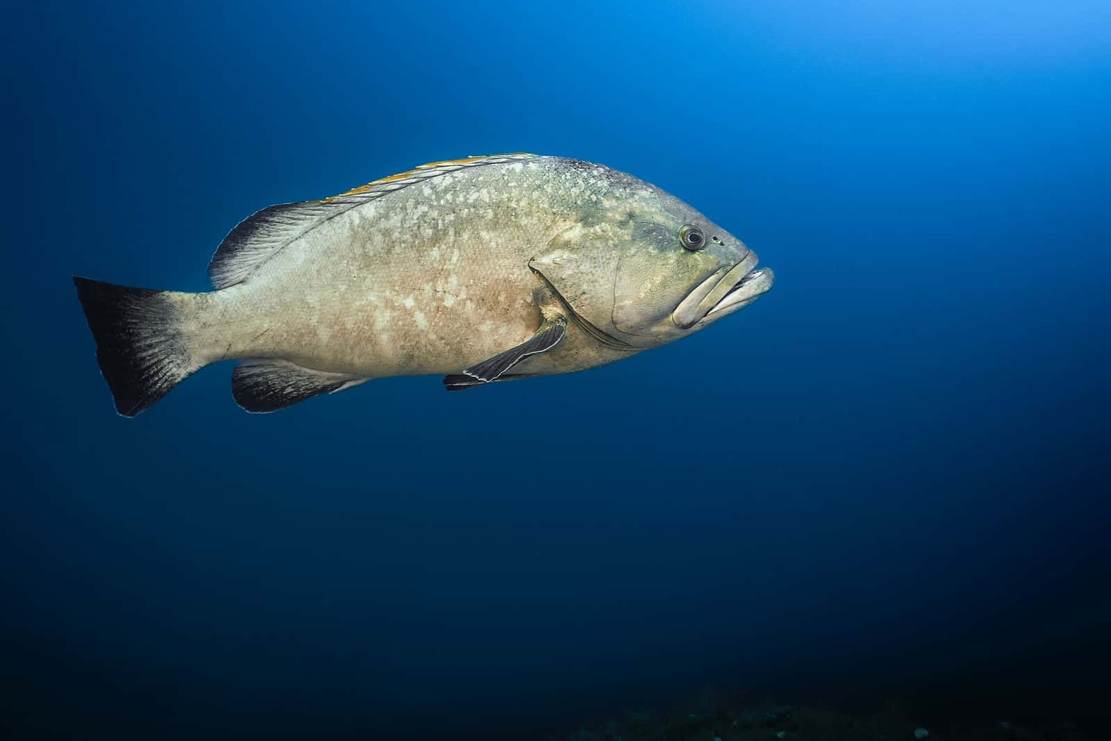 Massub Diving Center Lavagna — photo 2