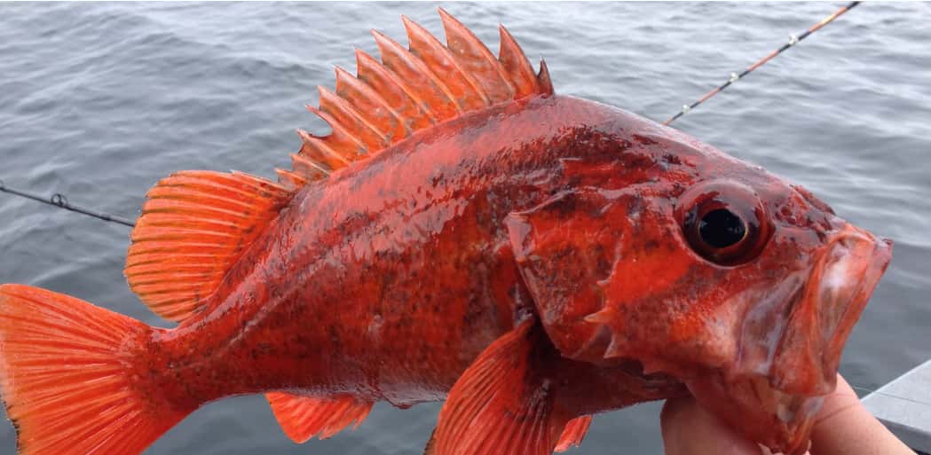 Pacific Charters Sport Fishing — photo 4