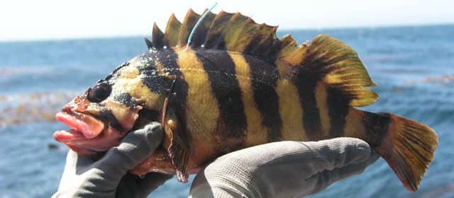 Pacific Charters Sport Fishing — photo 2