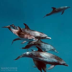 Narcosis Dive Company — photo 3