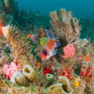 Narcosis Dive Company — photo 5