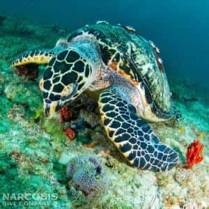 Narcosis Dive Company — photo 4