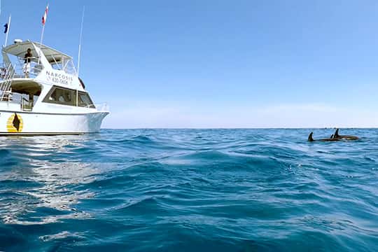 Narcosis Dive Company