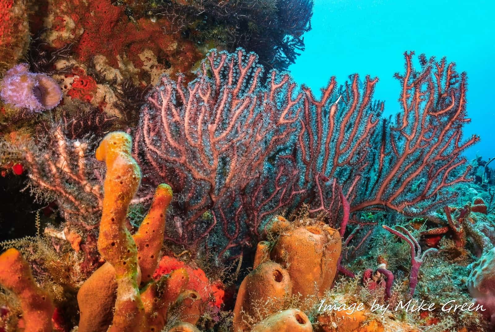 Ocean's Eight Dive Co. — photo 4