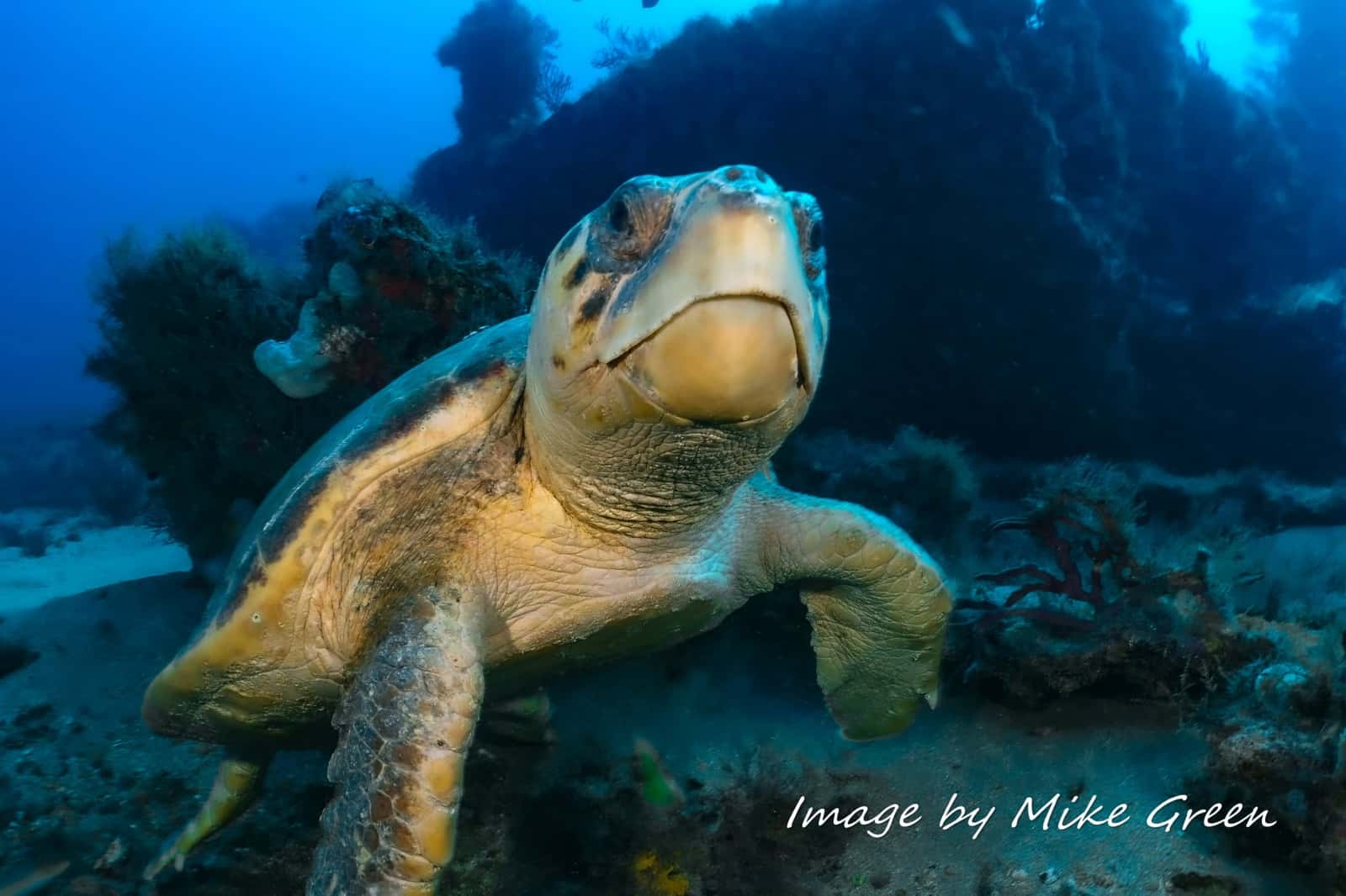 Ocean's Eight Dive Co. — photo 5