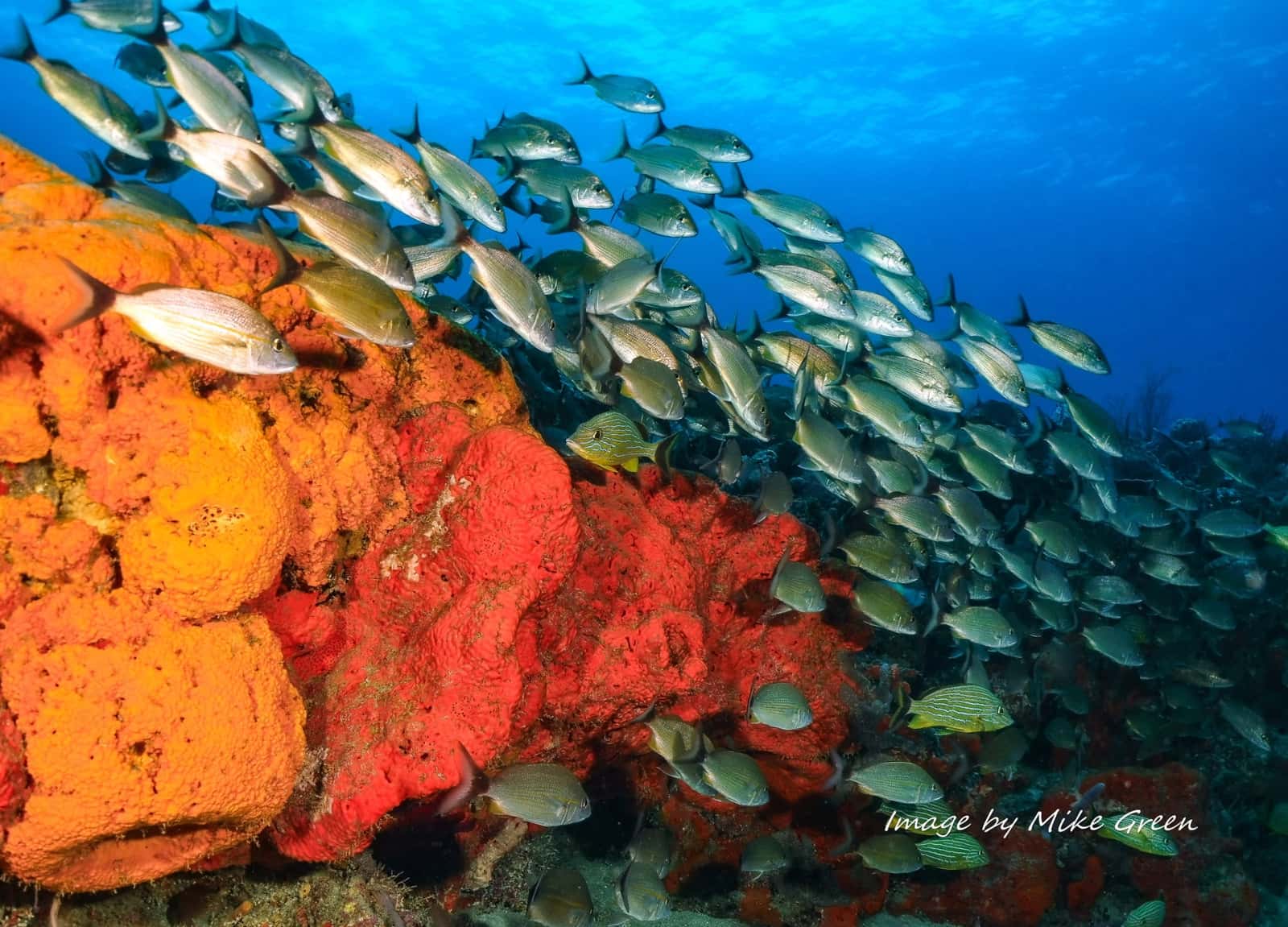 Ocean's Eight Dive Co. — photo 3