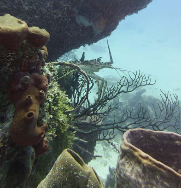 OmDelfin Dive Shop — photo 2