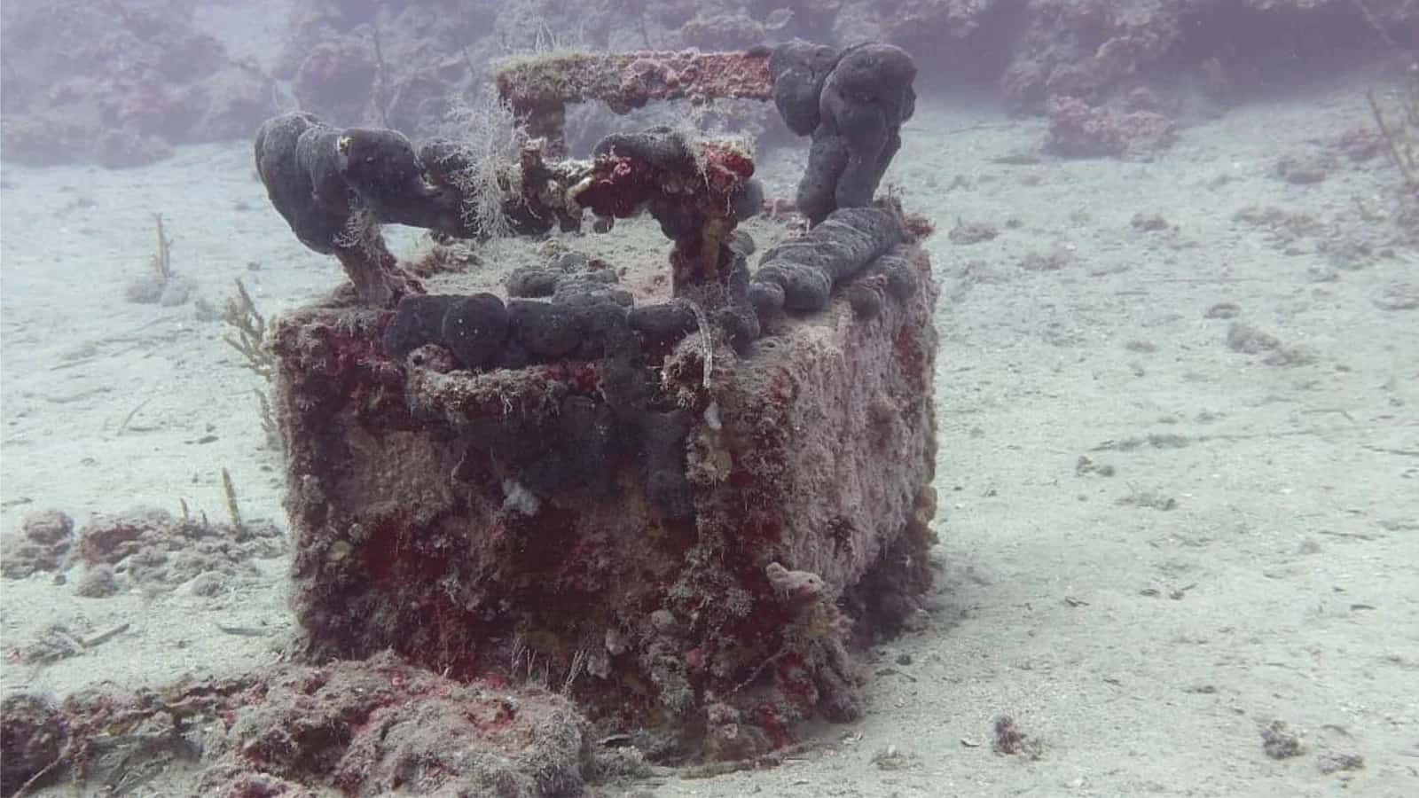 Paradise Diving Center — photo 5