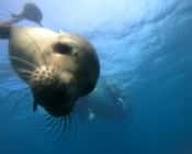 Planet Ocean Galapagos — photo 2