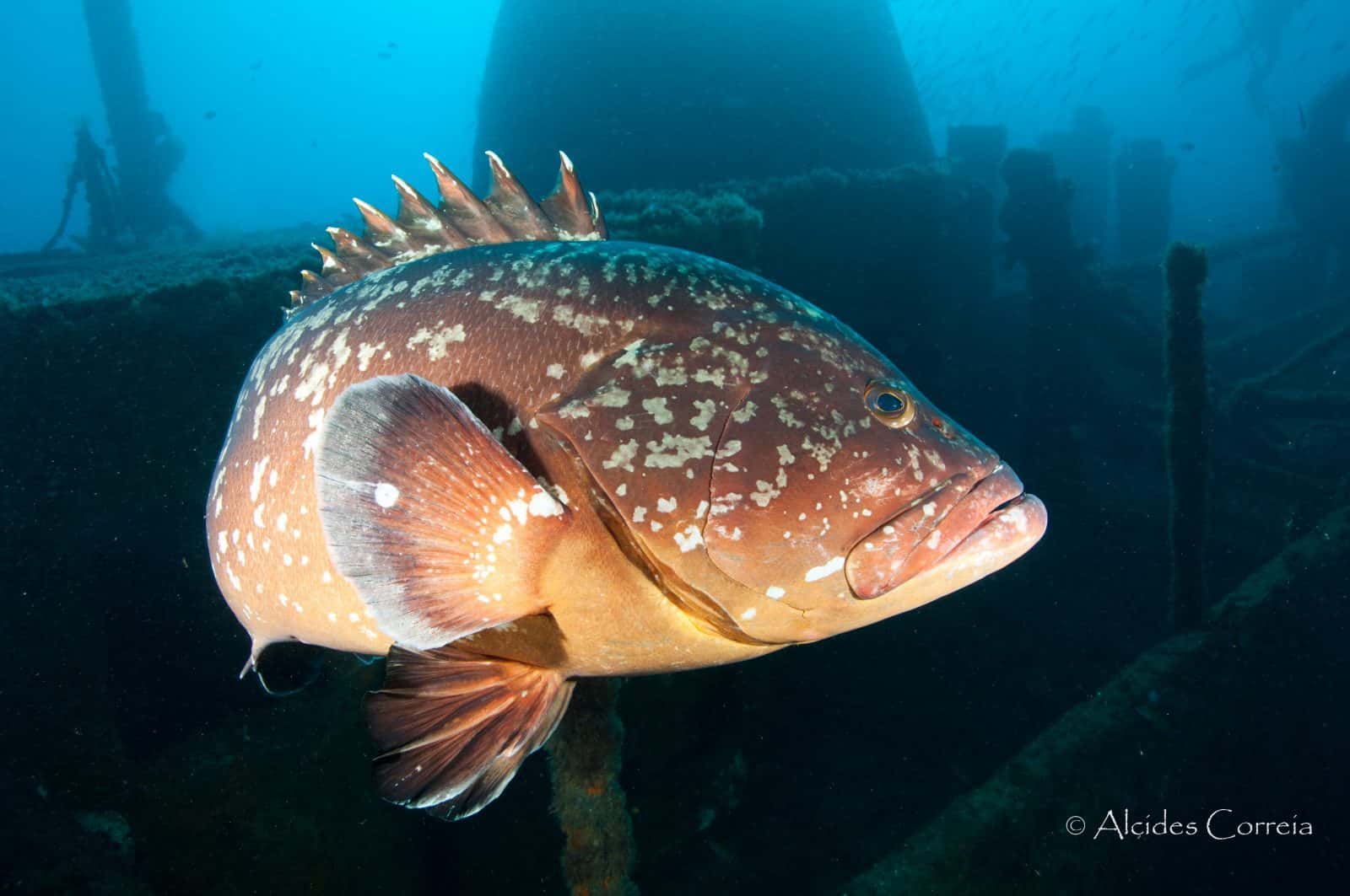 Porto Santo Sub — photo 2