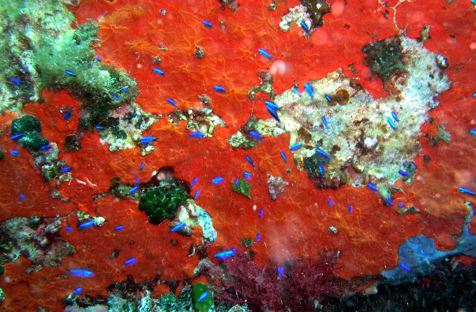 Poseidon Diving Center
