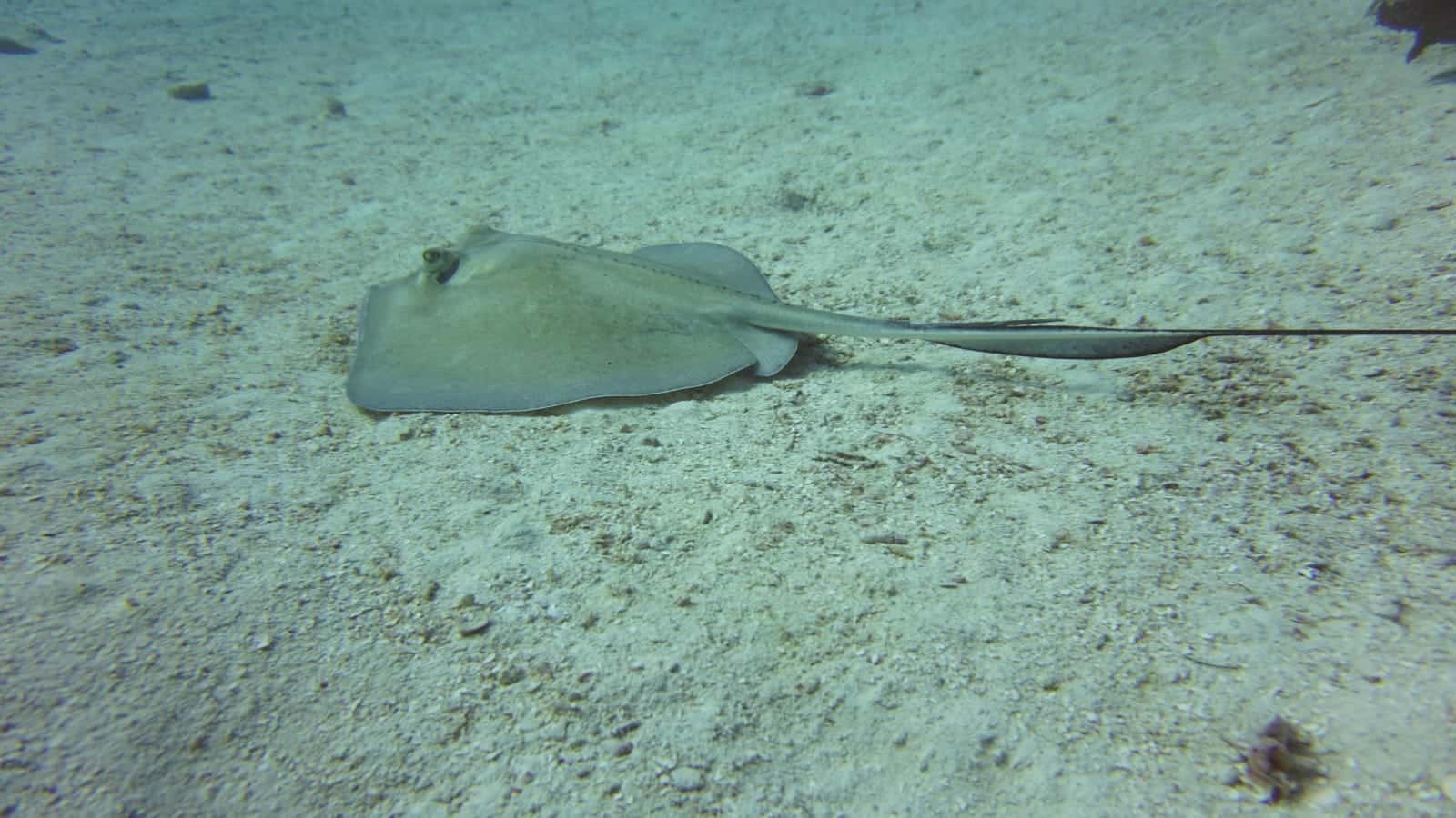 Private Dive Service — photo 2