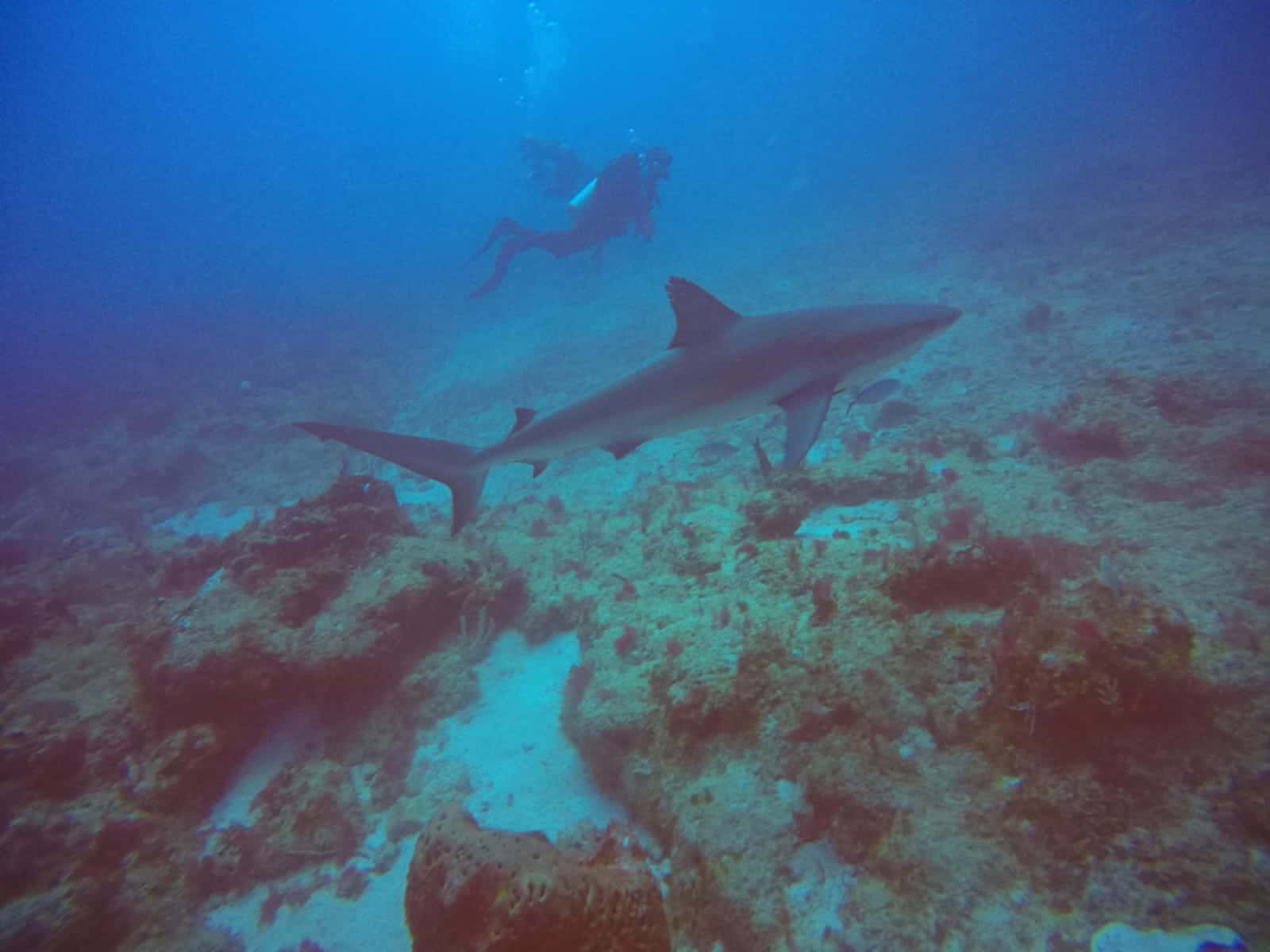 Private Dive Service