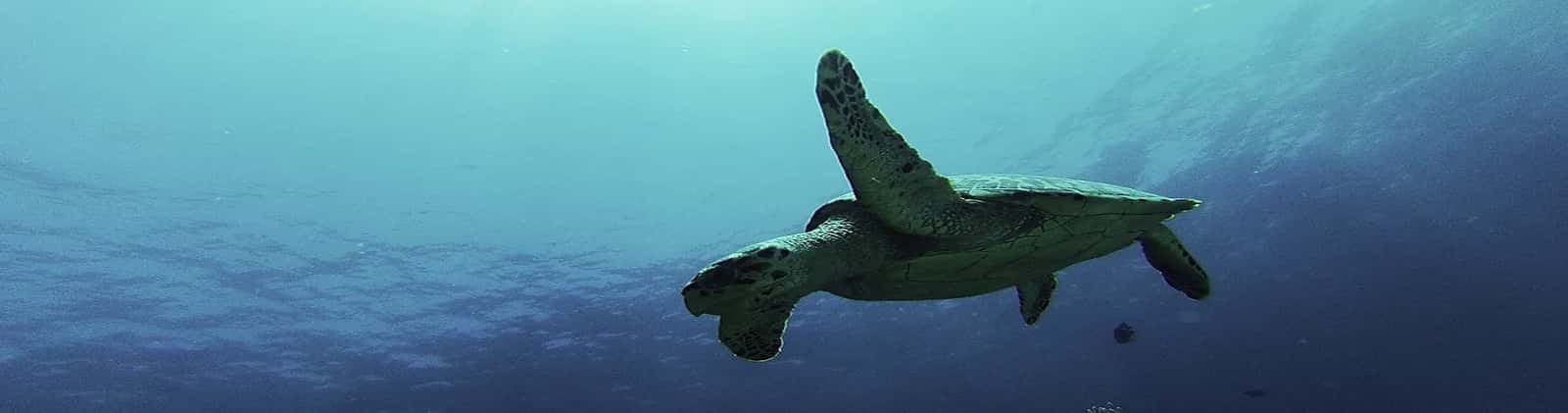Private Diving — photo 1