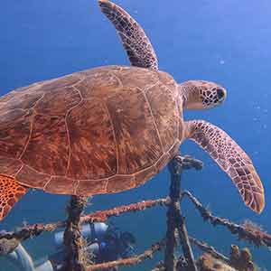 Pro Divers St Kitts — photo 2