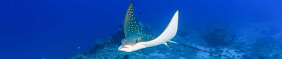 Pro Divers St Kitts — photo 1