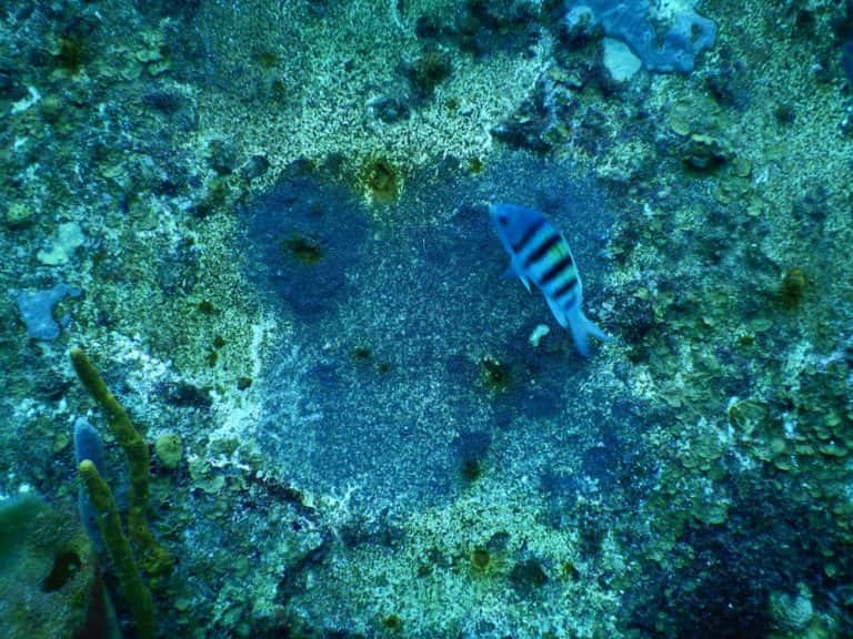 Roatan Yacht Club – Dive Center — photo 3