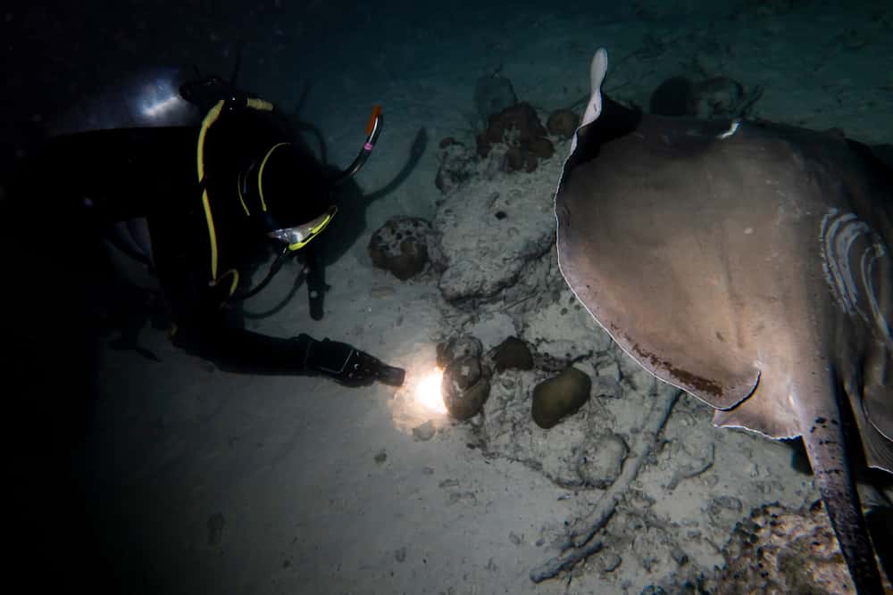 San Diego Scuba Guide — photo 2