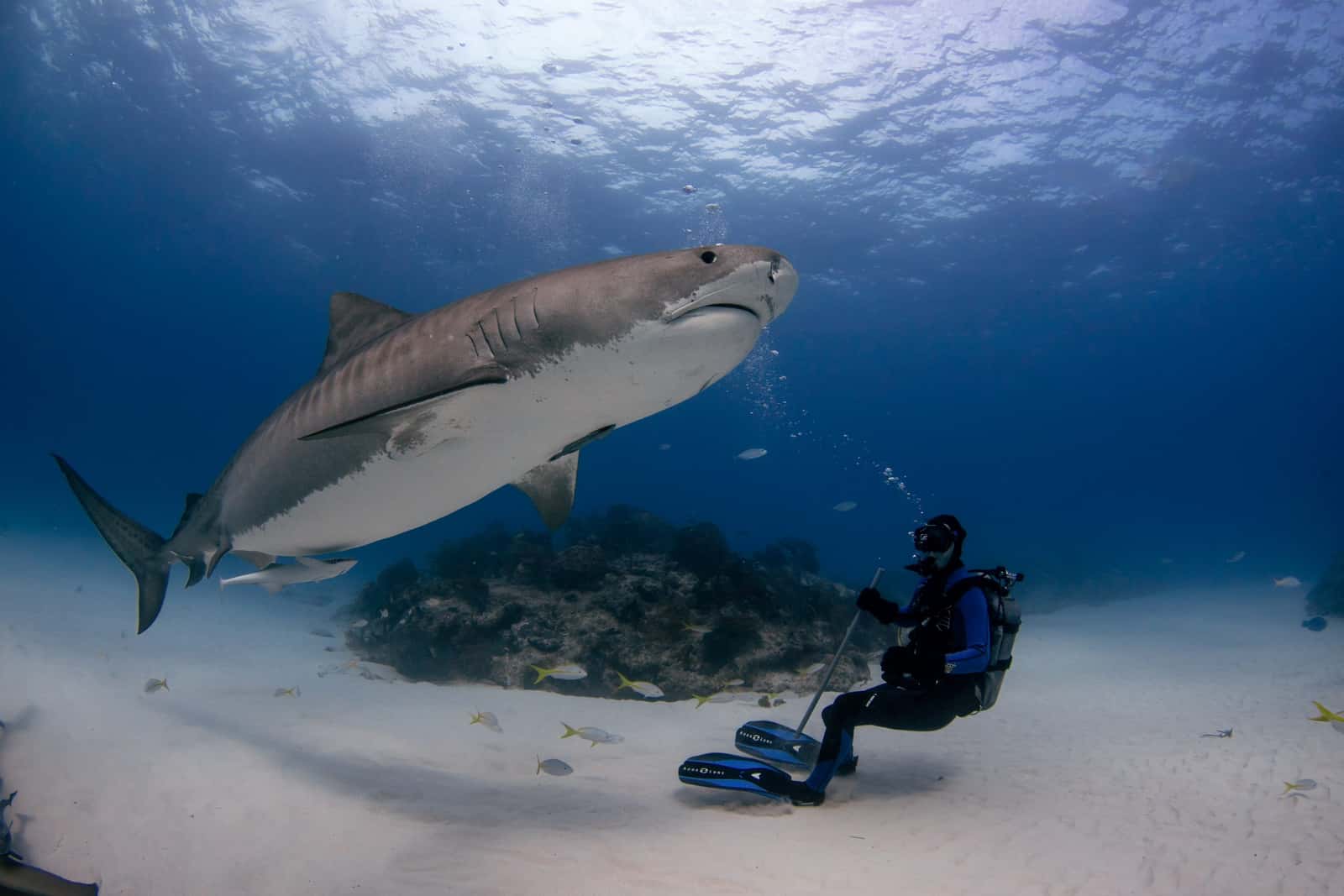 Scuba Adventures by Jim Abernethy — photo 2