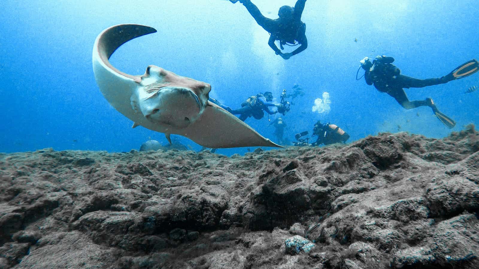 Diving Atlantis Fuerteventura