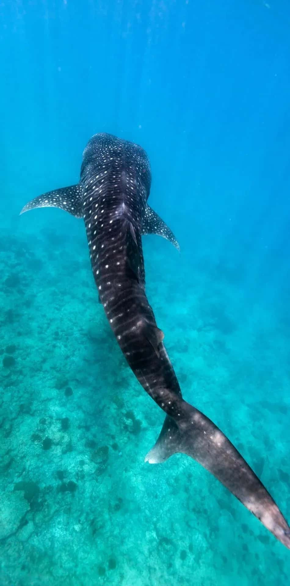 Scuba Alux — photo 5