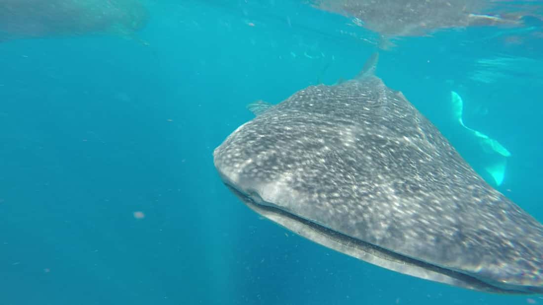 Scuba Diving Isla Mujeres Arena — photo 4