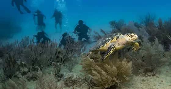 Scuba Libre — photo 4
